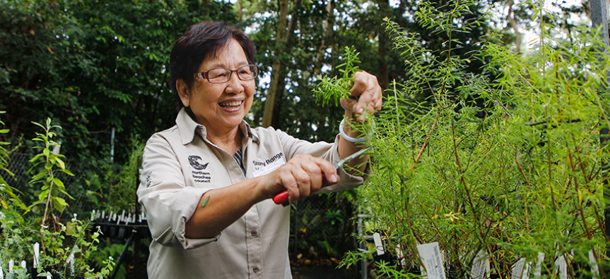 A volunteer at Stony Range Botanic Gardens prunes some plants