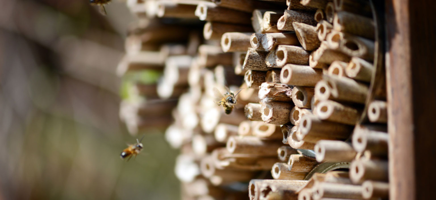Bee flying in front of a bee hive