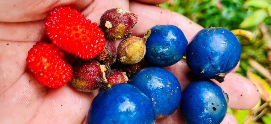 Berries and seeds in hand
