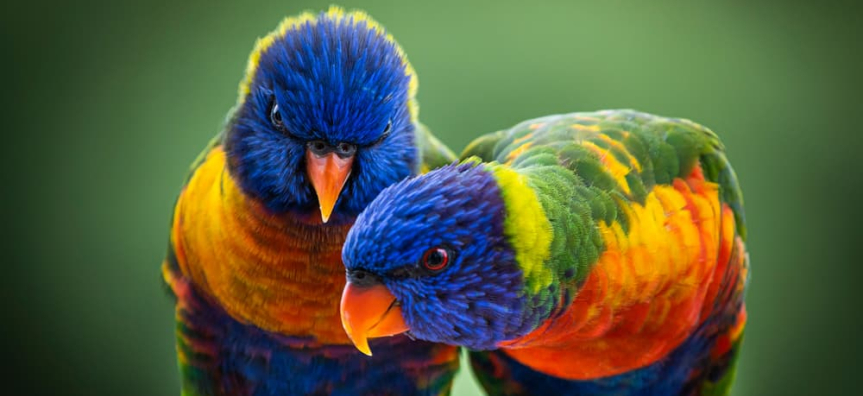 Australian parrots