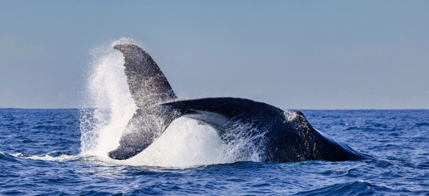 whale tail splashing in the water