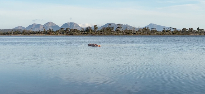 Rachel Mackay, Crabs nipping at my flesh beneath the surface.jpg