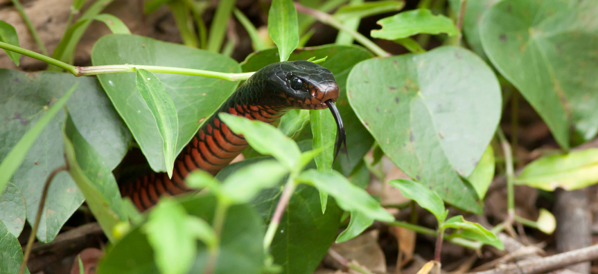 snake