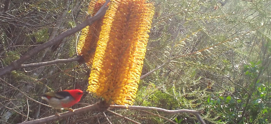 biodiversity camera