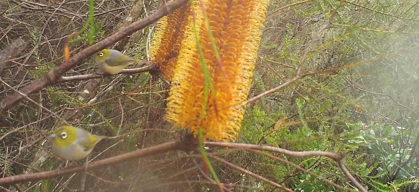 biodiversity camera
