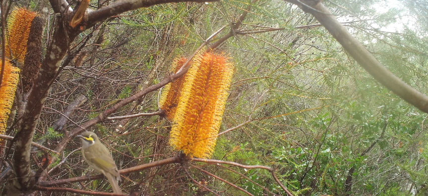 biodiversity camera
