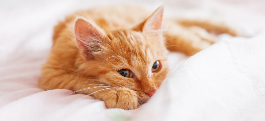 Cat laying on a bed