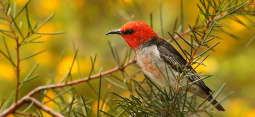 small red bird