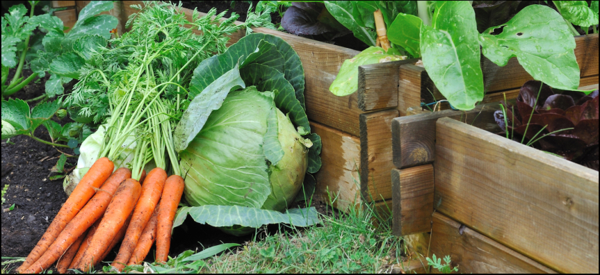 Beginners Gardening