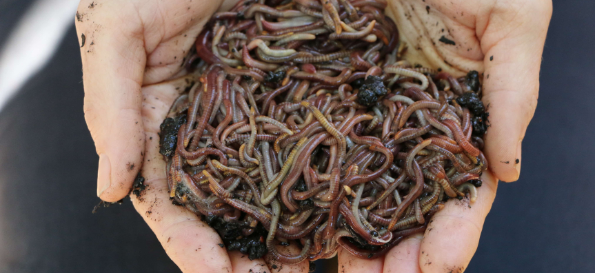 worms reduced
