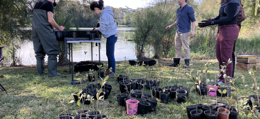 Manly Lagoon floating wetlands project