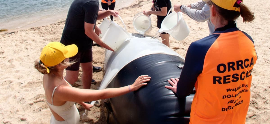 Whale rescue workshop session with an inflatable orca