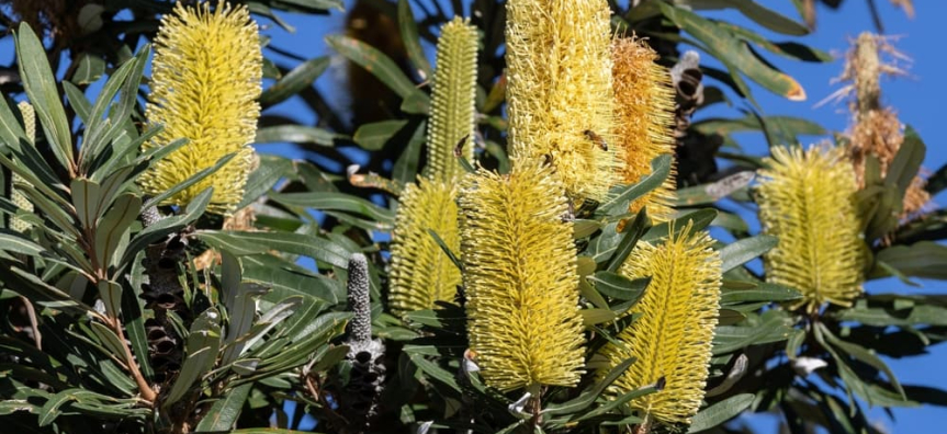 Banksia flowers