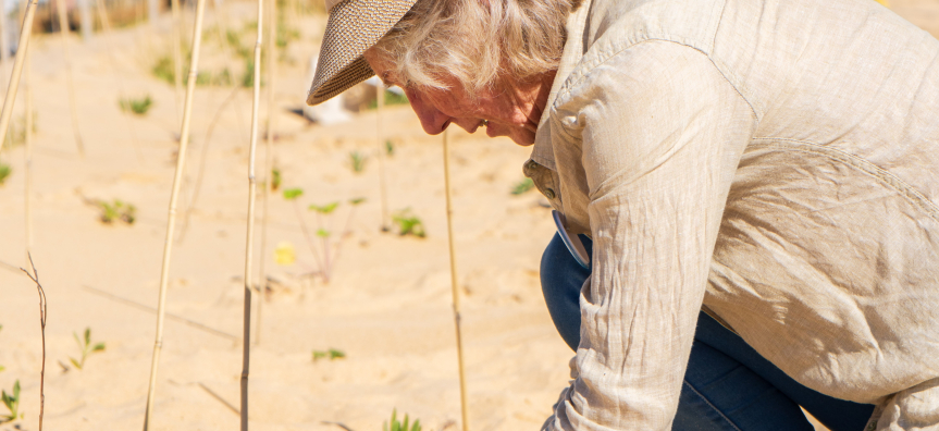 dune planting