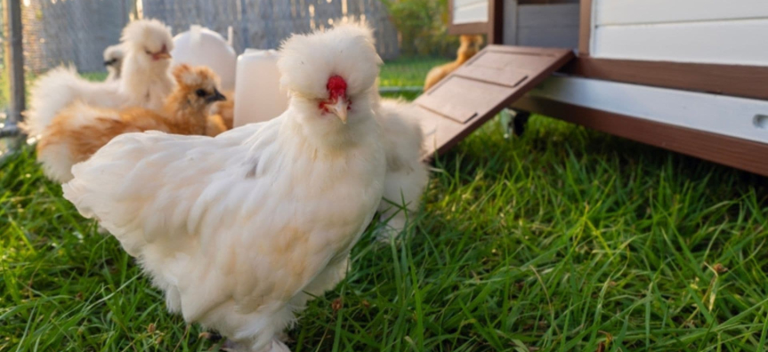 Backyard chicken
