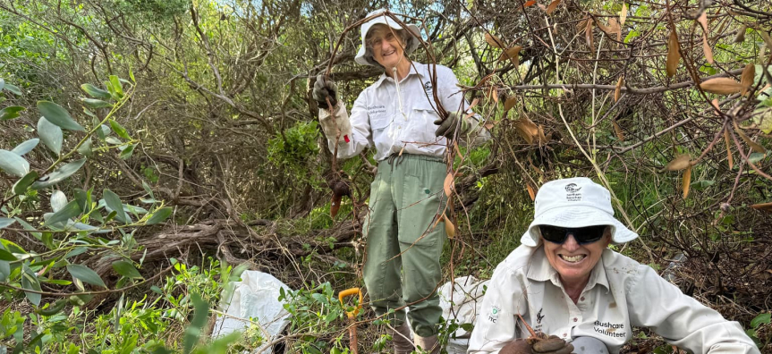 Carrington Bushcare Volunteer
