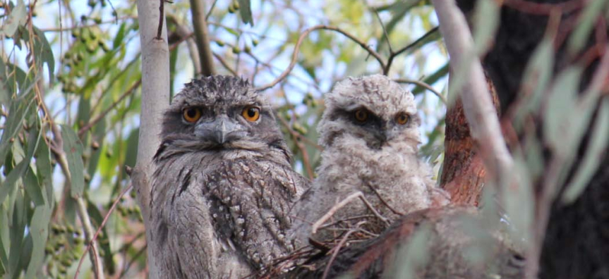 Tawny Frogmouths