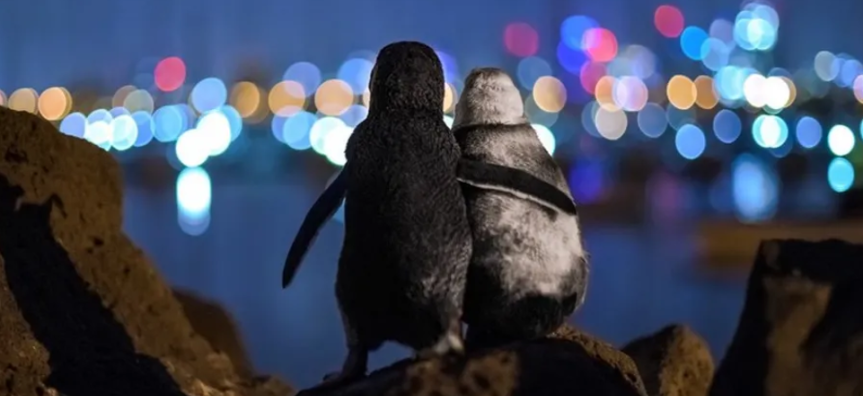 Two widowed little penguins appearing to comfort one another.