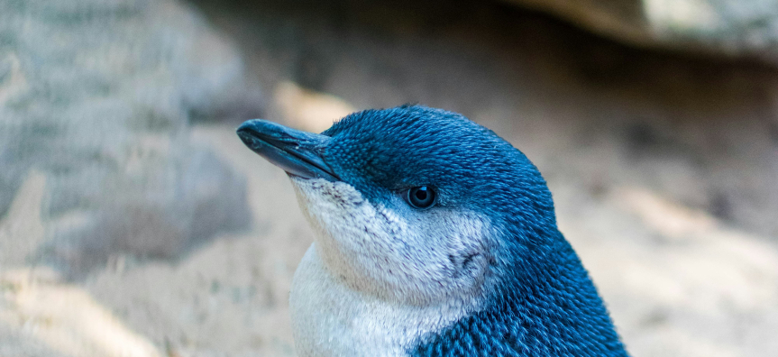 Photo of a Little Penguin standing on a sandy shore
