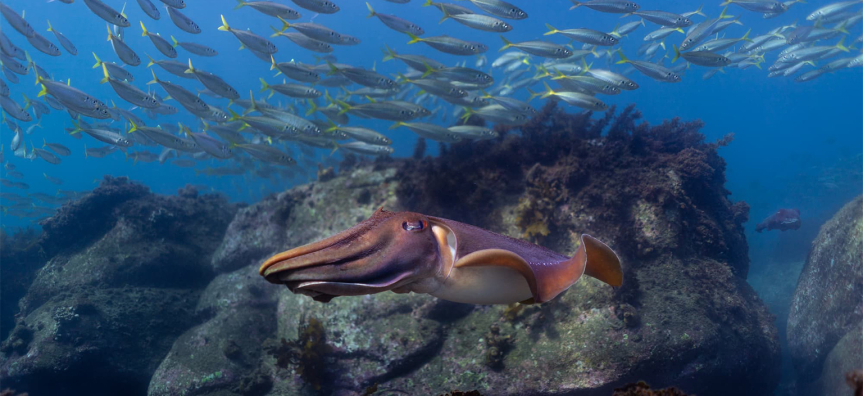 David Bellas - Cuttlefish pursuit