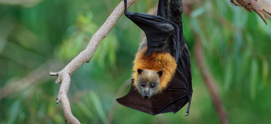 Flying fox hanging from the tree