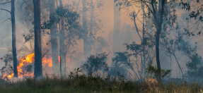 Bushfire_Webtiles3.jpg