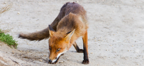 A fox sniffs the ground