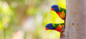 Rainbow lorrikeets