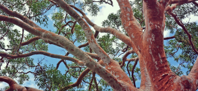 Tree canopy