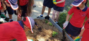 Dee Why public school planting strawberries
