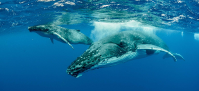 Humpback whale and calf