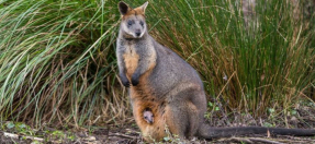 Swamp Wallaby and joey
