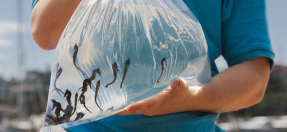 A bag containing baby Seahorses about to be released at Clontarf