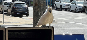 sulphur crested cockatoo on rubbish bin