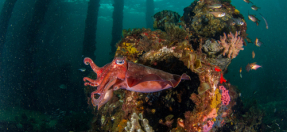 Cuttlefish Cabbage Tree Bay