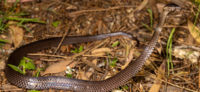 Golden-crown snake