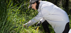 Lady removing a weed 