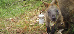 Swamp wallaby at Terrey Hills