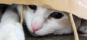 cute cat peeking out a bag