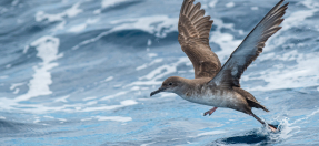 Shearwater bird