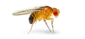 Adult fruit fly