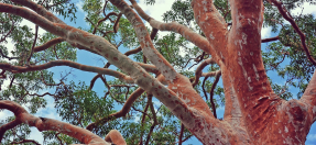 Gum tree canopy