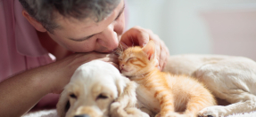 Sleeping kitten and puppy with owner