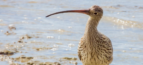 Shorebird in the water