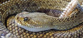 a snake