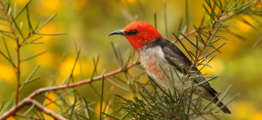 small red bird