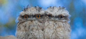 Tawyney Frogmouth Owls