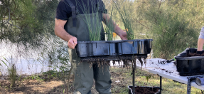 Manly Lagoon floating wetlands project