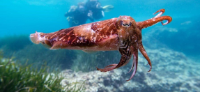 cuttlefish in Cabbage Tree Bay, Manly