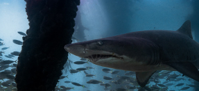 Nicole Scrobe Hooked